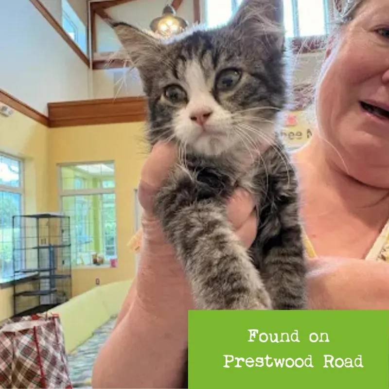 A baby small-sized male Brown / Chocolate Domestic Medium Hair cat named Levi for adoption in Lynchburg, VA