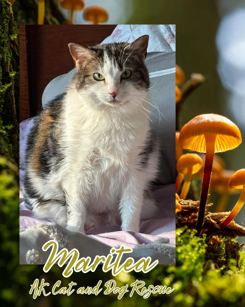 An adult extra large-sized female Domestic Short Hair cat named Maritea for adoption in Wasilla, AK