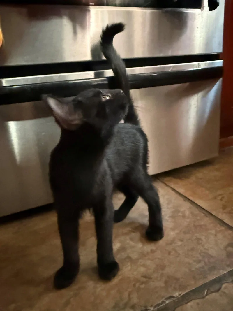 A baby medium-sized male Black Domestic Short Hair cat named Silas for adoption in Glendale, AZ