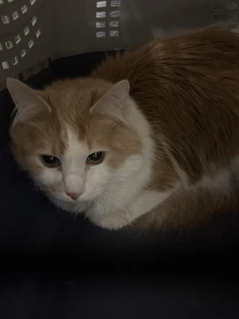 An adult medium-sized male Domestic Short Hair cat named Tormund for adoption in Las Vegas, NV