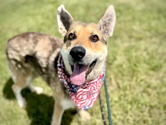An adult large-sized male German Shepherd Dog dog named Pedro for adoption in Charlotte, NC