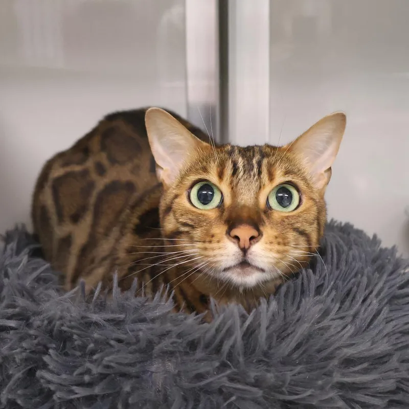 An adult medium-sized female Brown / Chocolate Bengal cat named Valentina for adoption in Saint Charles, MO