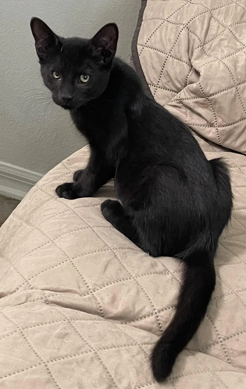 A baby medium-sized male Black Domestic Short Hair cat named Simon for adoption in Oviedo, FL