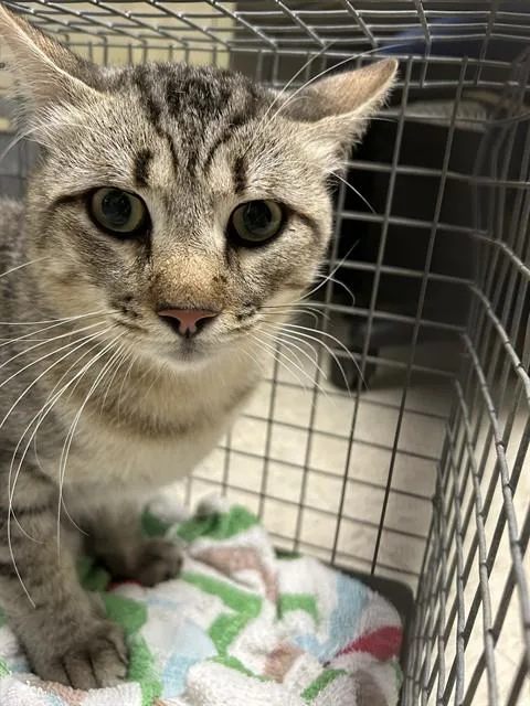 An adult medium-sized male Domestic Short Hair cat named Reese A for adoption in Plano, TX