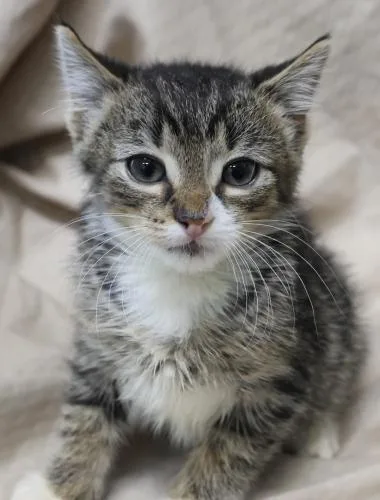 Purrcy
