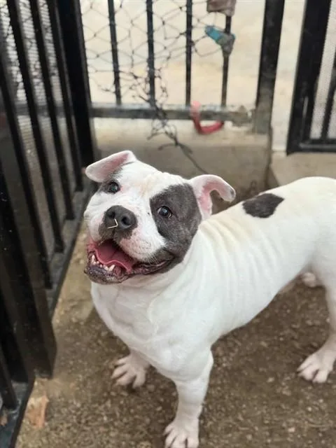 An adult medium-sized male Pit Bull Terrier dog named Porky for adoption in Riverside, CA