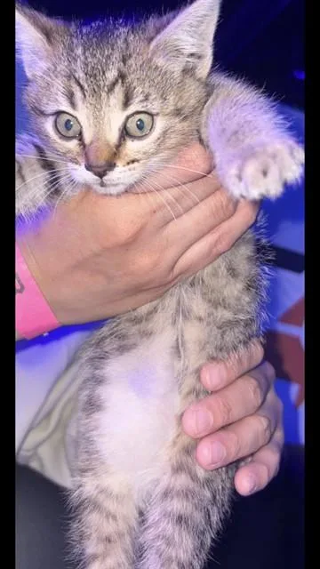 A baby small-sized male Domestic Short Hair cat named Stewie for adoption in Long Beach, CA