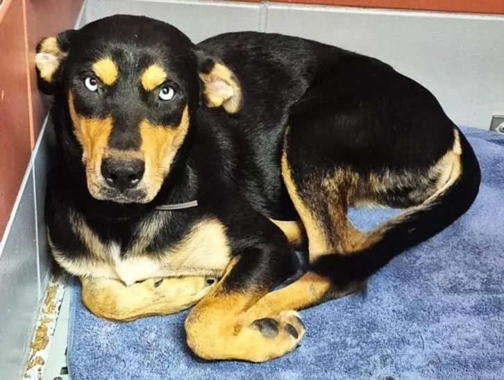 A young medium-sized female Rottweiler dog named Barbie for adoption in Houston, TX