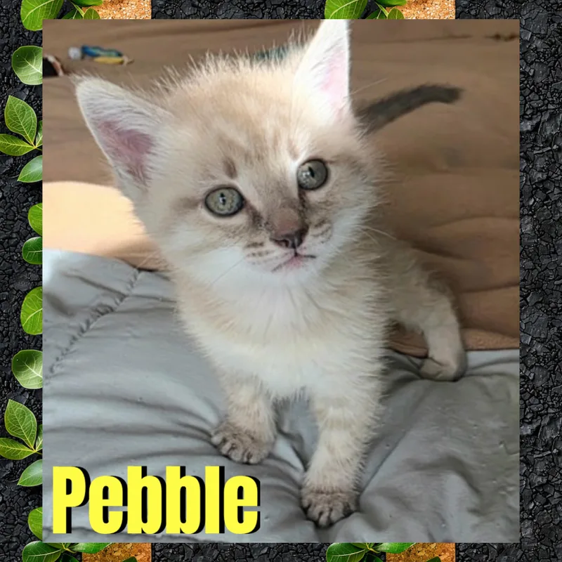 A baby medium-sized male Gray & White Domestic Short Hair cat named Pebble for adoption in Red Lodge, MT