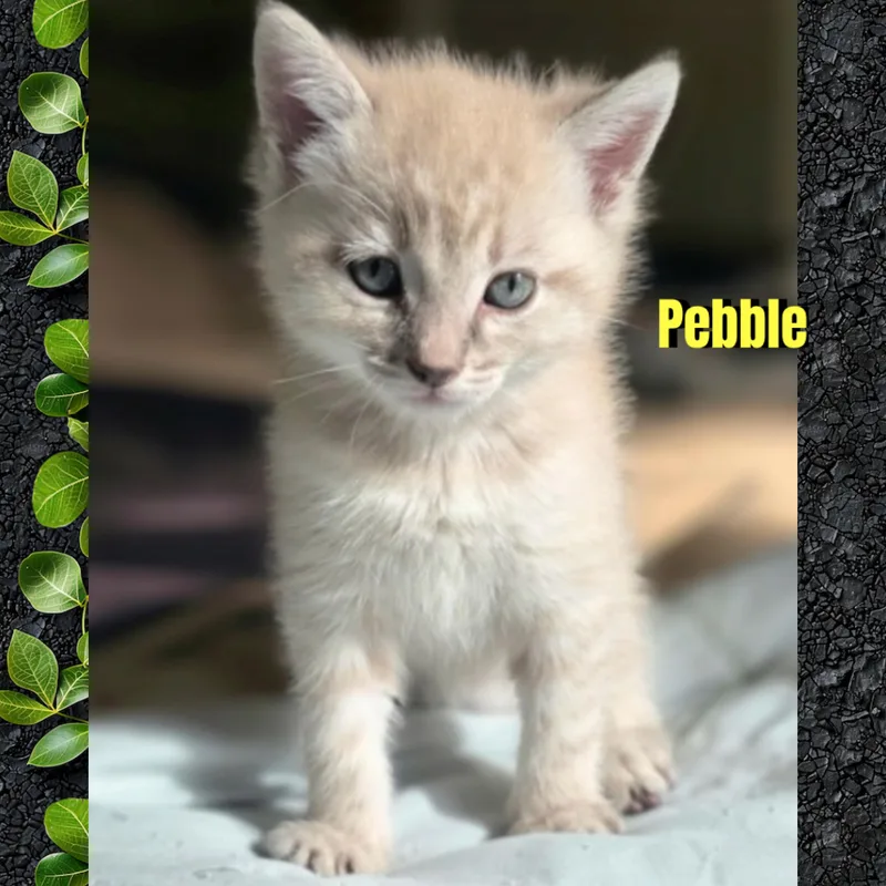 Pebble thumbnail 2