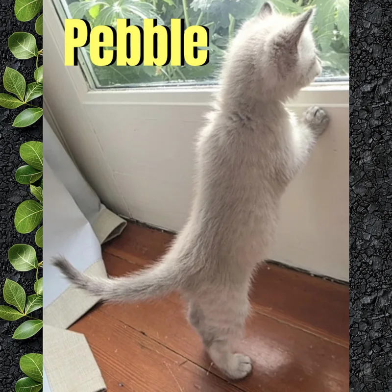 Pebble thumbnail 3