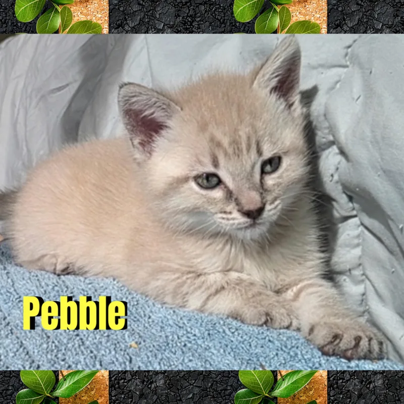 Pebble thumbnail 4