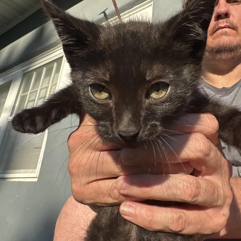 A baby small-sized female Black Domestic Short Hair cat named Cookie for adoption in West Plains, MO