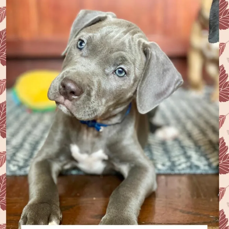 A baby small-sized male Gray / Blue / Silver Pit Bull Terrier dog named Apple Cider for adoption in Northbrook, IL