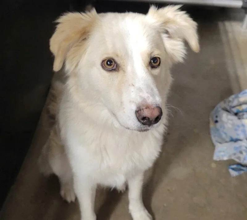 An adult medium-sized female Labrador Retriever dog named Loba for adoption in Bloomfield, CT