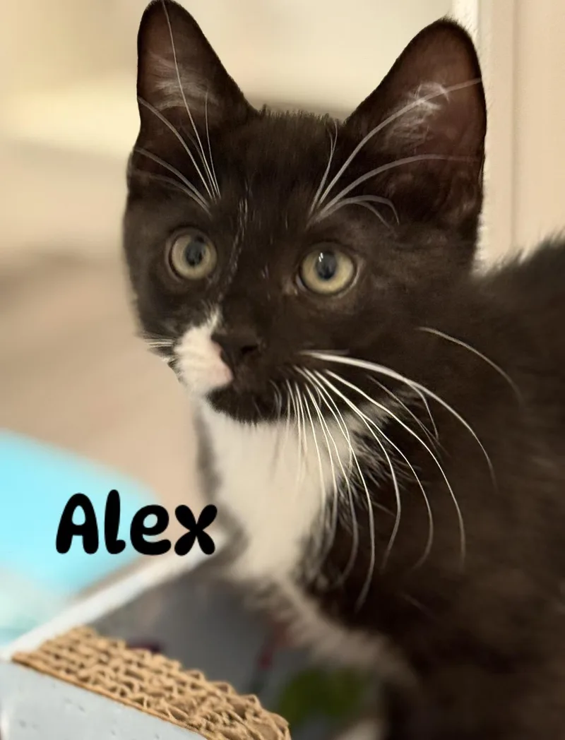 A baby medium-sized male Domestic Short Hair cat named Alex for adoption in Ponte vedra, FL