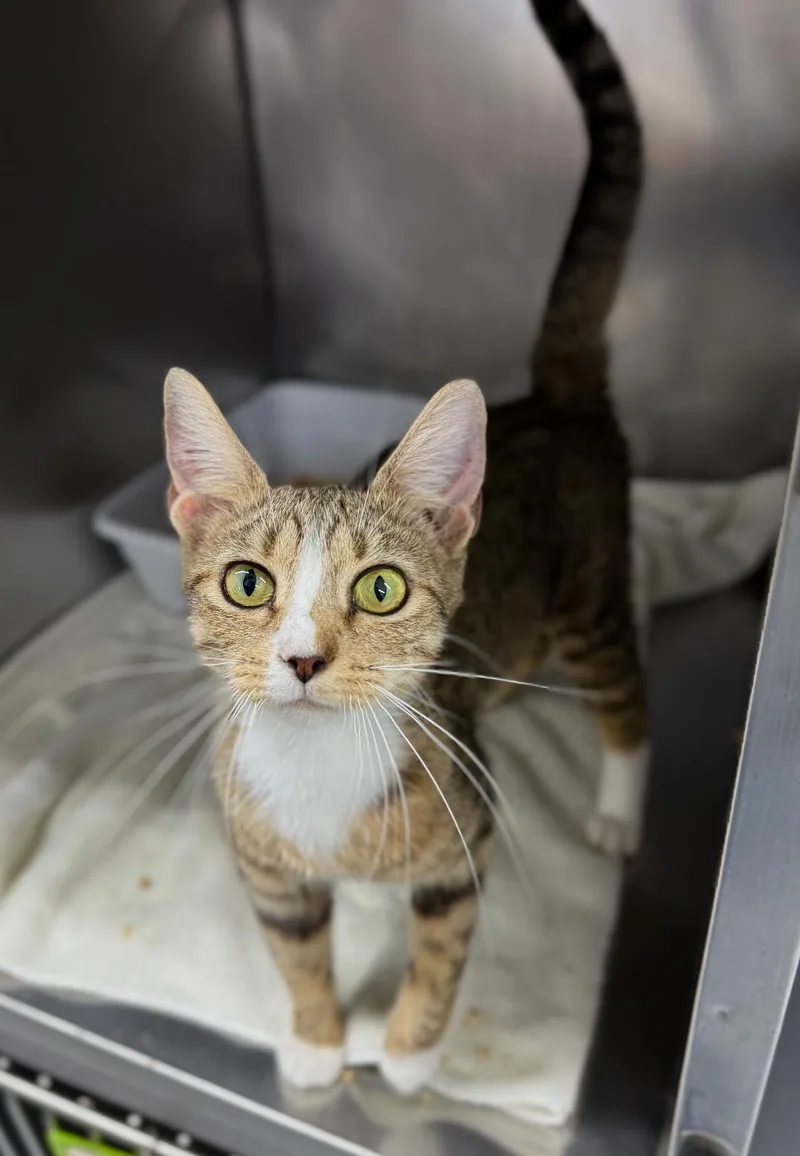 A young medium-sized female Tabby (Gray / Blue / Silver) Domestic Short Hair cat named Oriole for adoption in Mount Vernon, OH