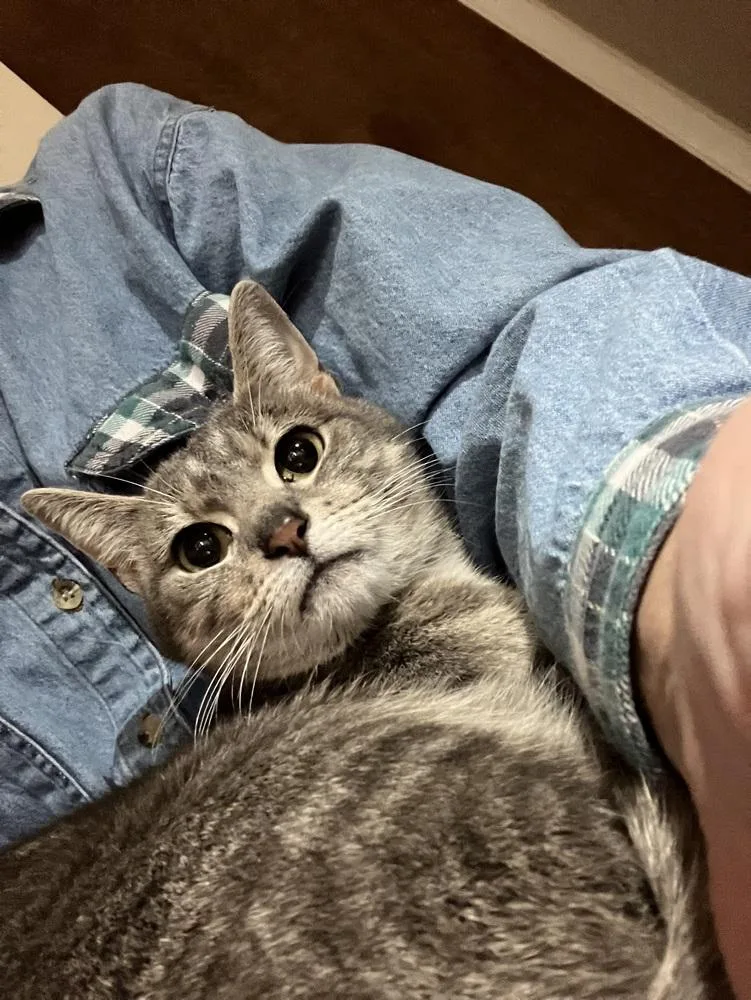 Lady Jane thumbnail 2