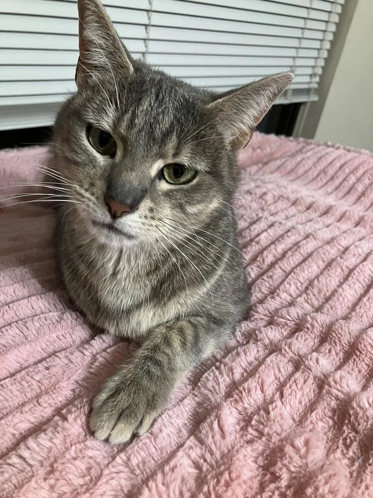 Lady Jane thumbnail 3