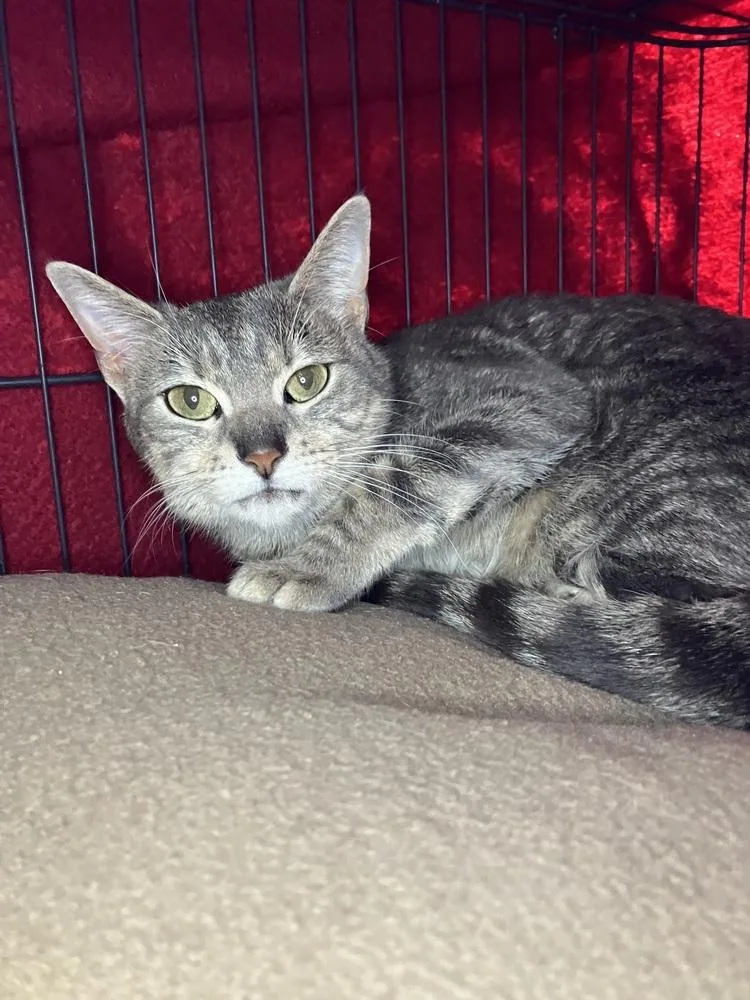 Lady Jane thumbnail 4