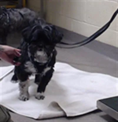 A senior small-sized male Shih Tzu dog named Daebak for adoption in Denver, CO