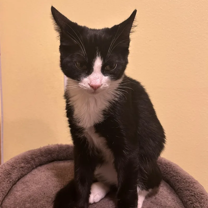 A baby medium-sized male Black & White / Tuxedo Tuxedo cat named Kristof for adoption in Pasco, WA