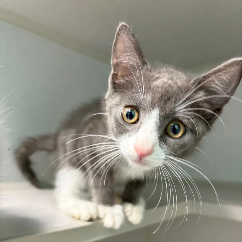 A baby small-sized female Gray / Blue / Silver Domestic Short Hair cat named Sarah for adoption in Newark, NJ