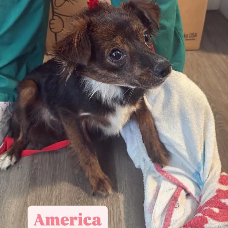 An adult small-sized female Black Chihuahua dog named America for adoption in Tampa, FL