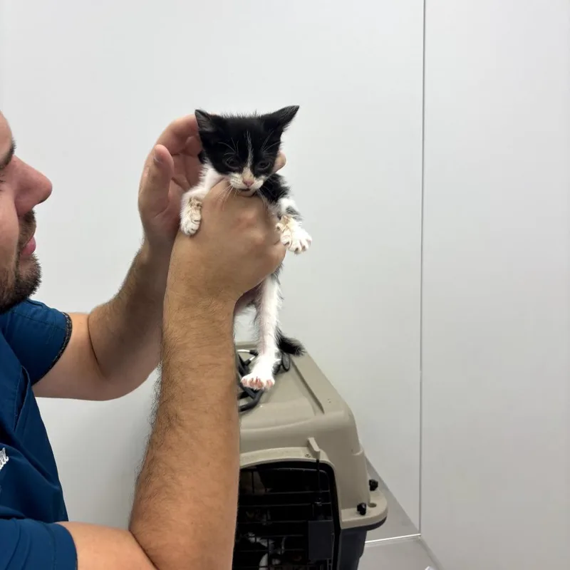 A baby small-sized female Domestic Short Hair cat named Amelia for adoption in Midland, TX