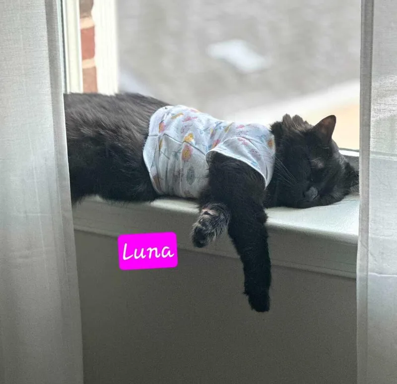 An adult medium-sized female Black Domestic Long Hair cat named Luna for adoption in Jessup, MD