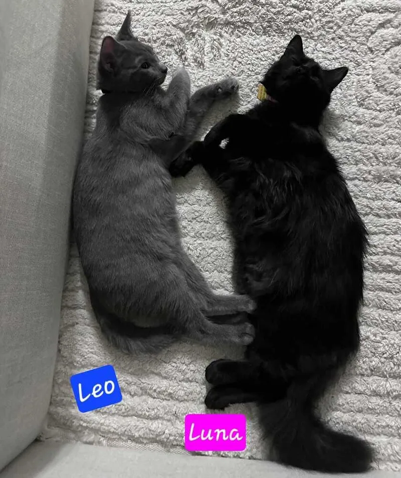 Luna thumbnail 3