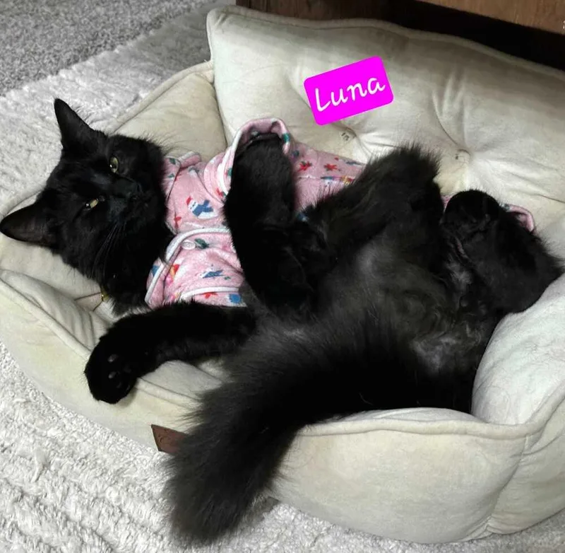 Luna thumbnail 4