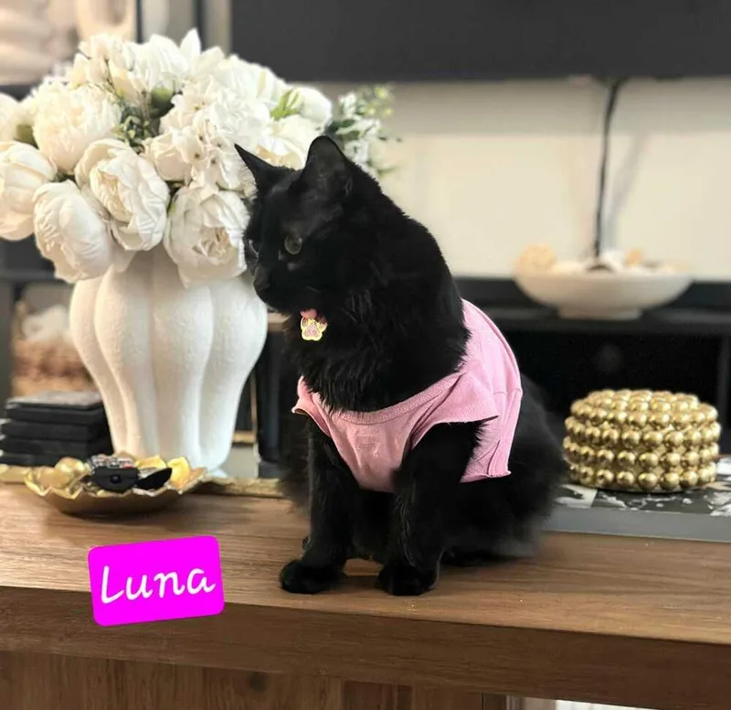 Luna thumbnail 5