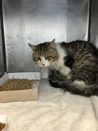 A baby large-sized male White Domestic Medium Hair cat named 60872595 for adoption in El Paso, TX