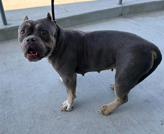 An adult medium-sized female American Bulldog dog named Baby for adoption in Baldwin Park, CA