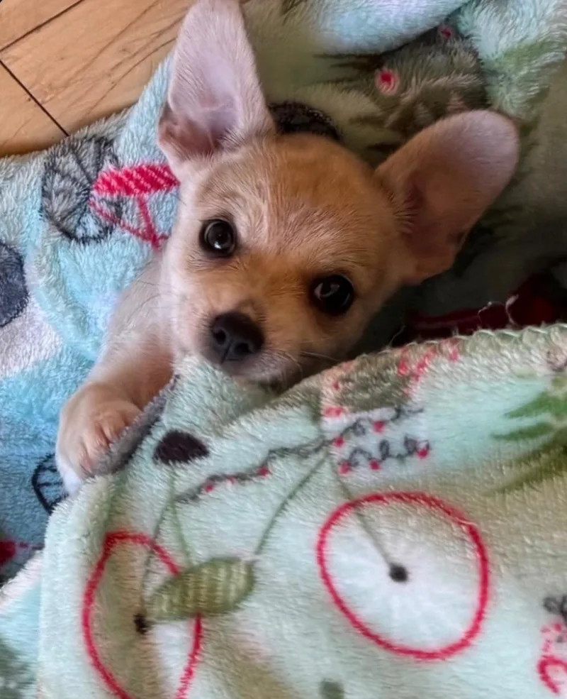 A baby small-sized male Yellow / Tan / Blond / Fawn Chihuahua dog named Pepe for adoption in Shingle Springs, CA