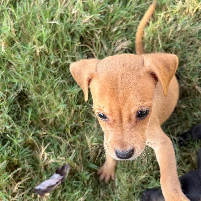 A baby small-sized female Terrier dog named Peach Tea for adoption in Brownsboro, AL