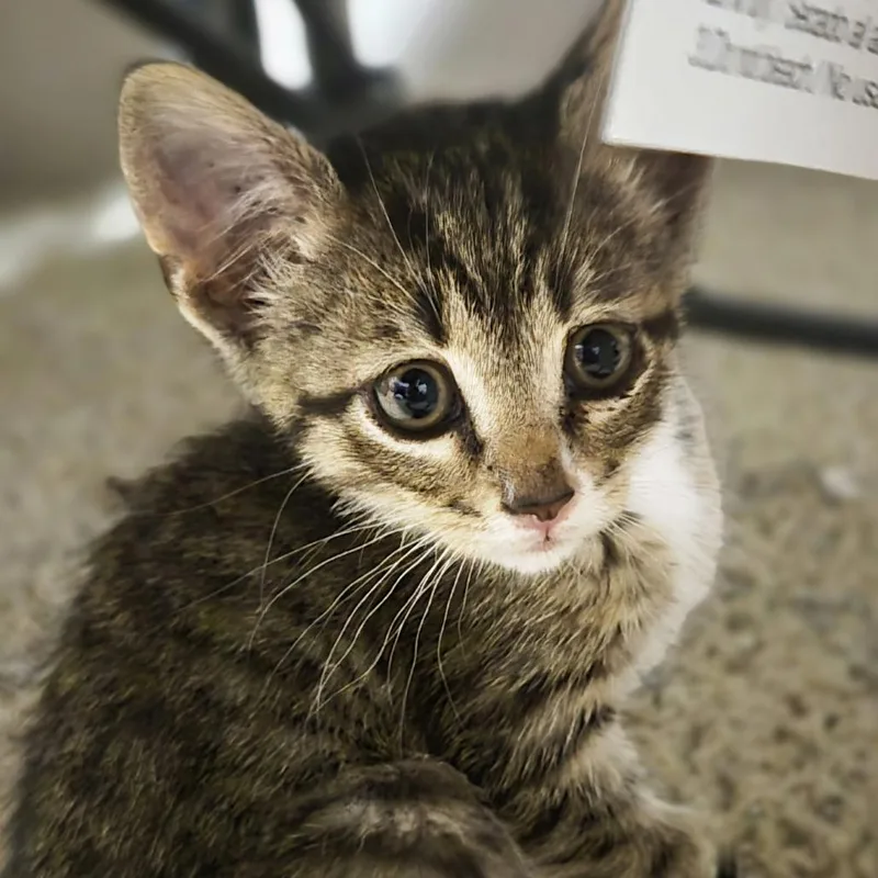 A baby small-sized female Brown / Chocolate Domestic Short Hair cat named Millie Bobby Brown for adoption in Columbia, MO