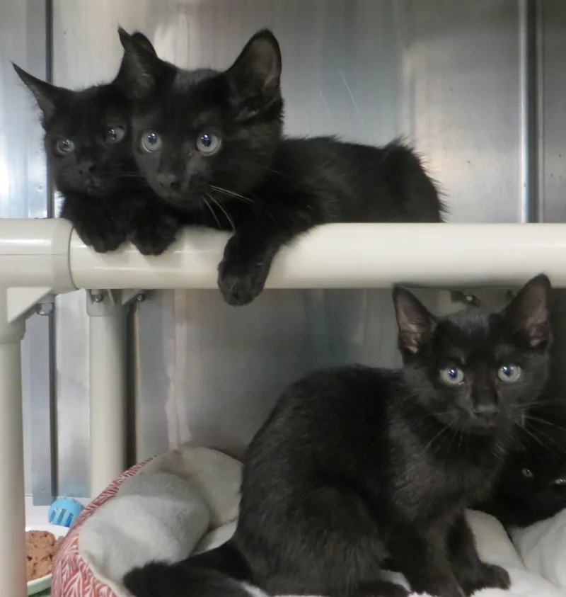 A young medium-sized male Black Domestic Medium Hair cat named Blended Family for adoption in Taunton, MA