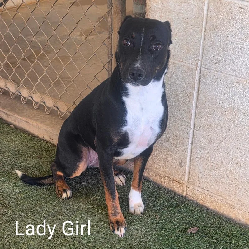 Lady Girl thumbnail 2