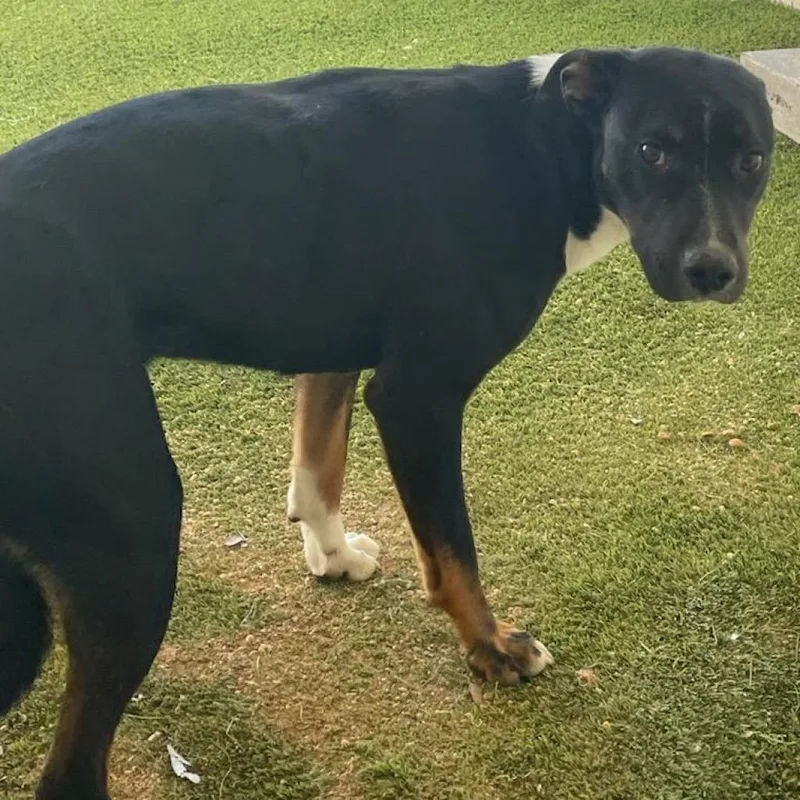 Lady Girl thumbnail 3