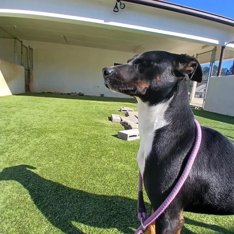 Lady Girl thumbnail 4