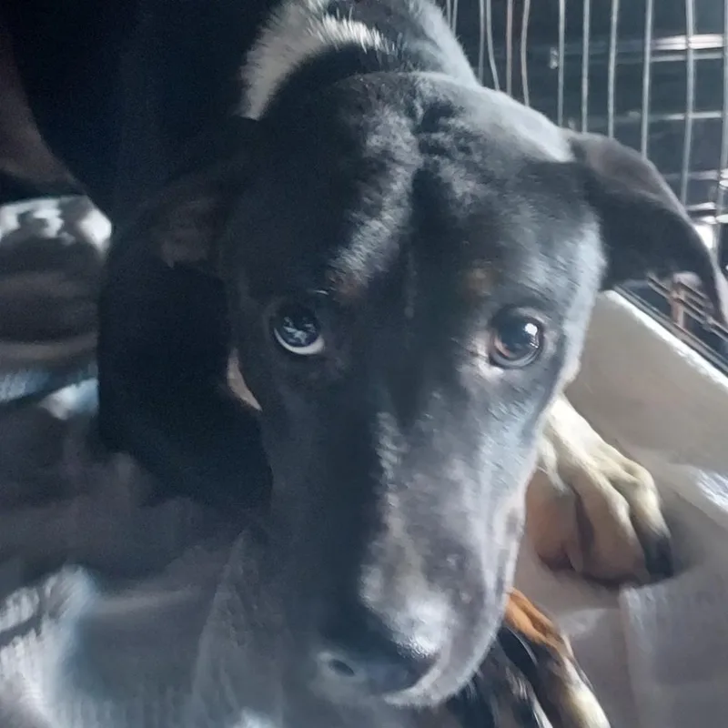 Lady Girl thumbnail 5