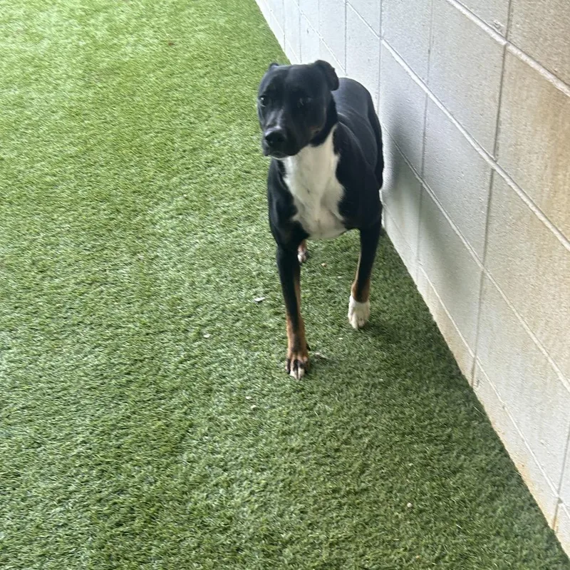 Lady Girl thumbnail 6