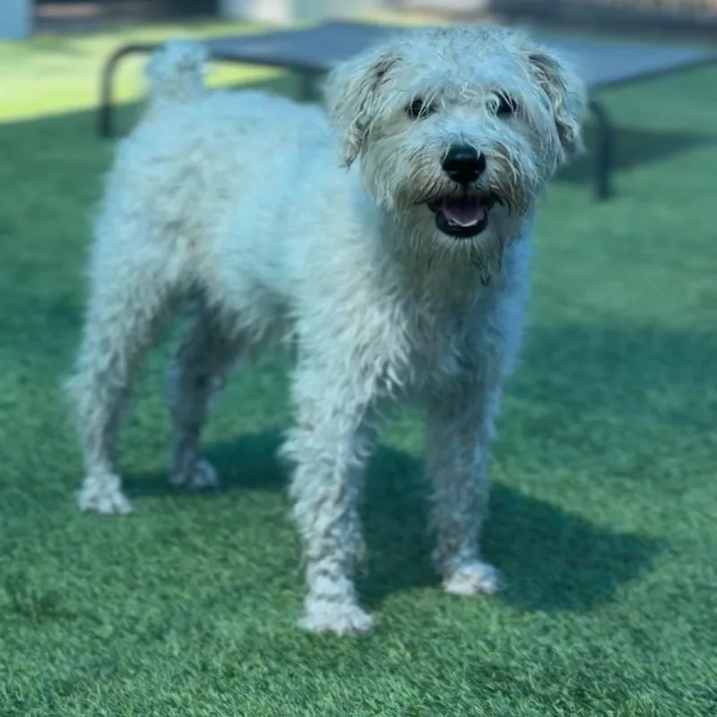 An adult small-sized male Poodle dog named Bruno A for adoption in Mission Hills, CA