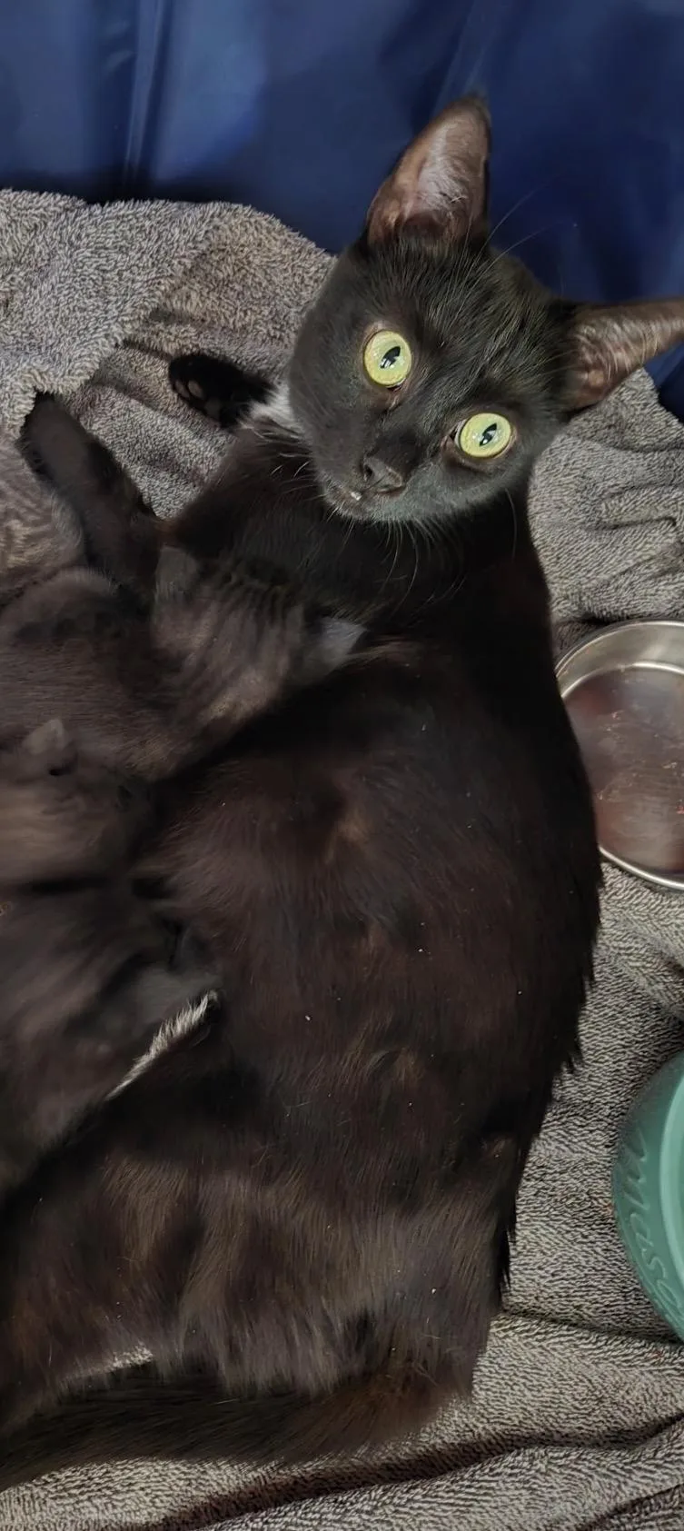 An adult medium-sized female Black Domestic Short Hair cat named Halo for adoption in Nutley, NJ