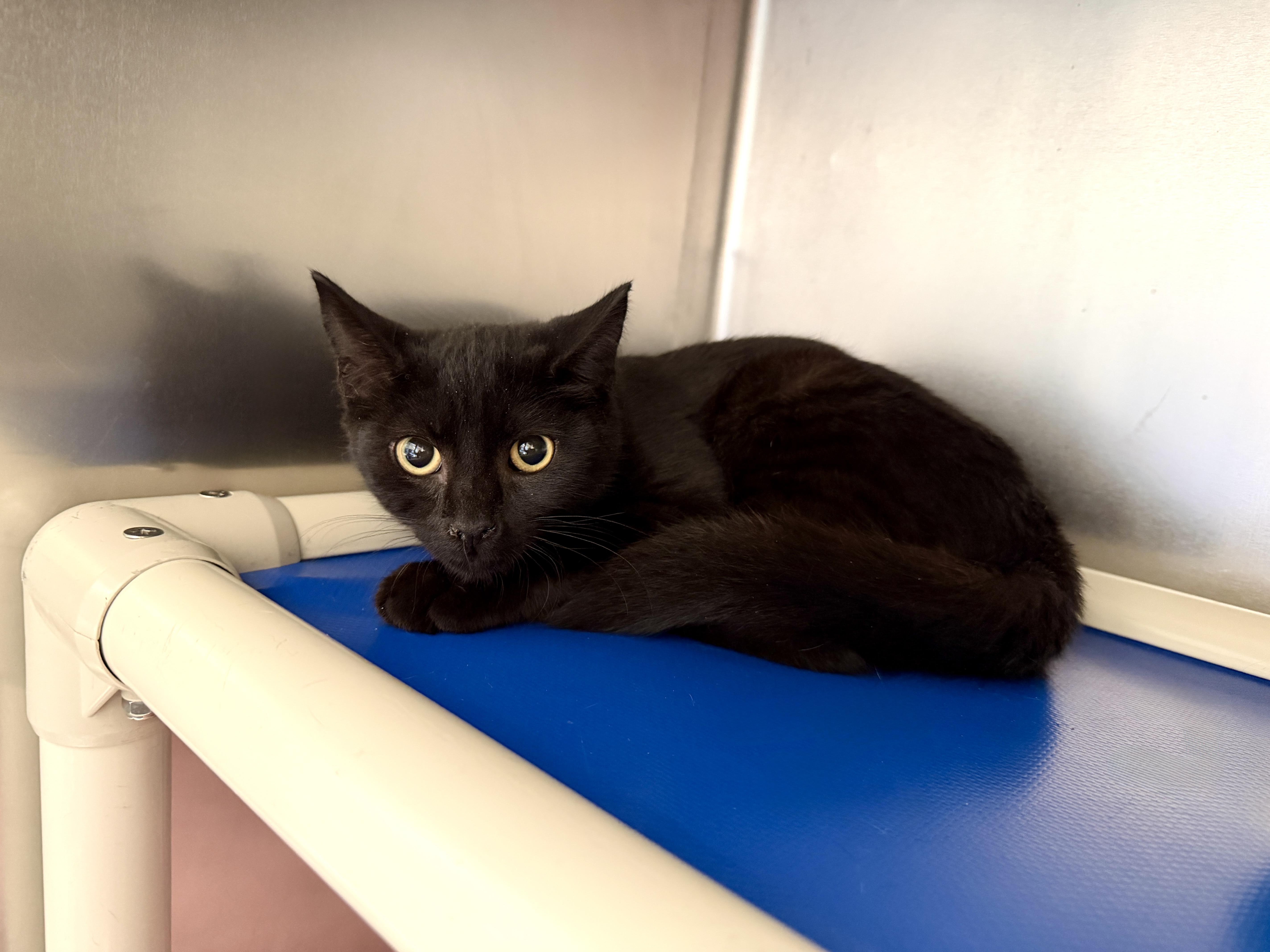A baby medium-sized male Black Domestic Short Hair cat named Peanut Butter for adoption in Wantagh, NY