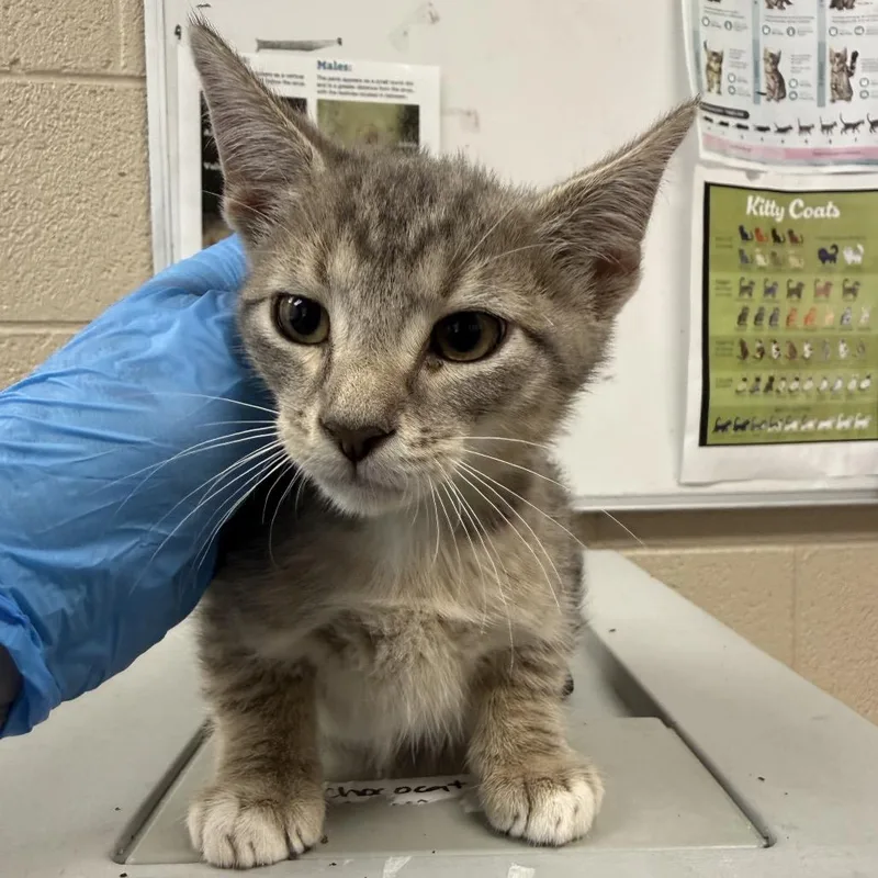 A baby small-sized male Gray / Blue / Silver Domestic Short Hair cat named Goblin for adoption in Troy, VA
