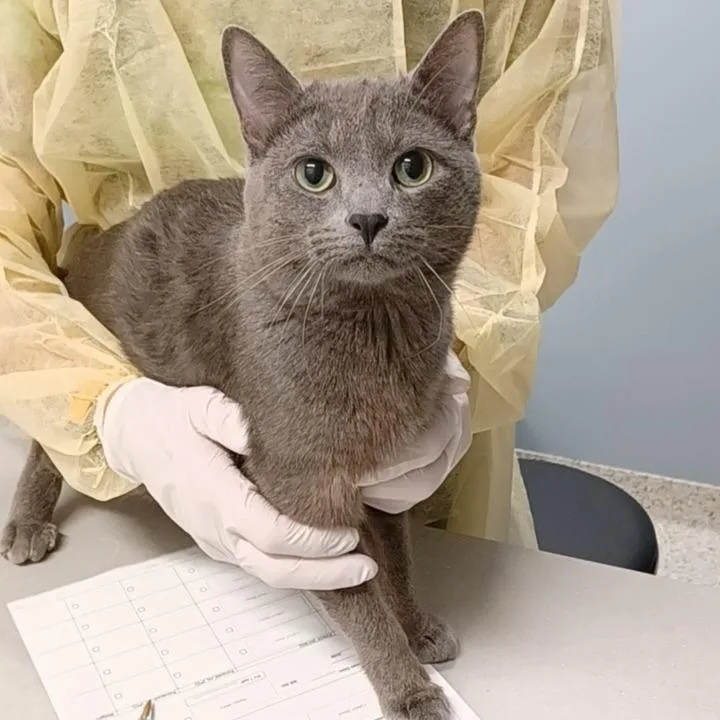 An adult large-sized male Domestic Short Hair cat named David Bowie for adoption in Oak Park, IL