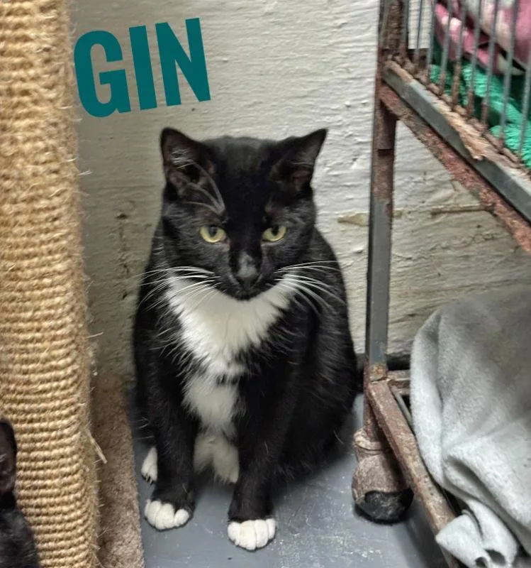 Gin  Cchs thumbnail 2